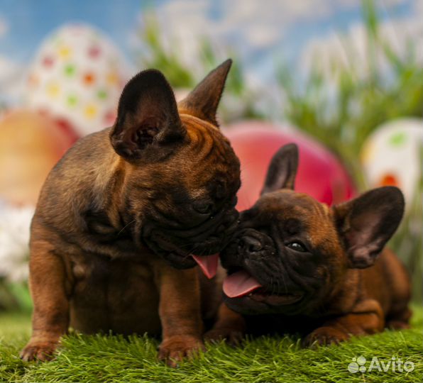 Бульдожата