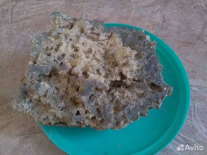 Ракушечник