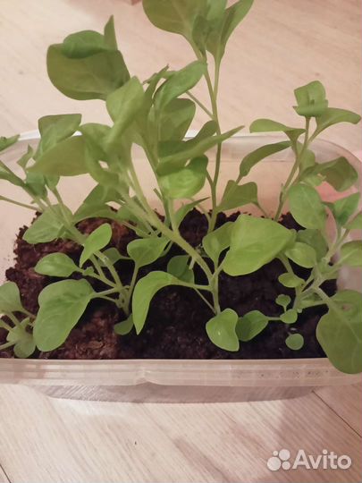 Рассада петунии