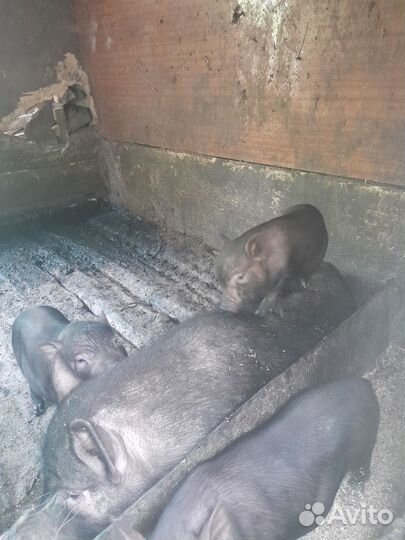 Вьетнамские поросята