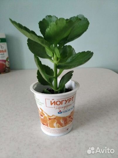 Каланхоэ красный махровый