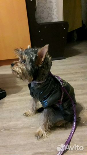 Теплый костюм для собаки домашних пород