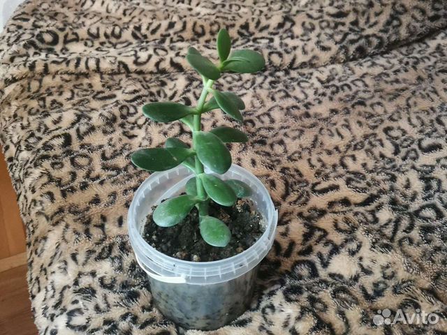 Толстянка (денежное дерево)