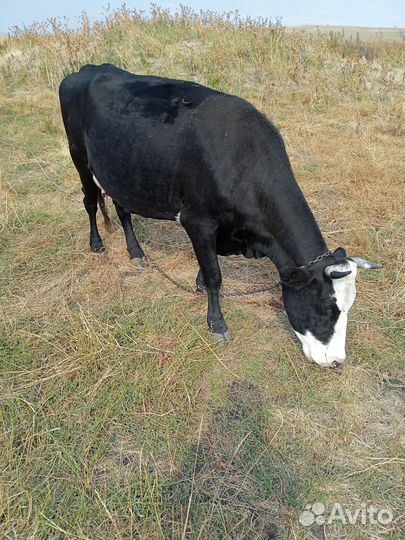 Корова стельная дойная и тёлочка Айширка