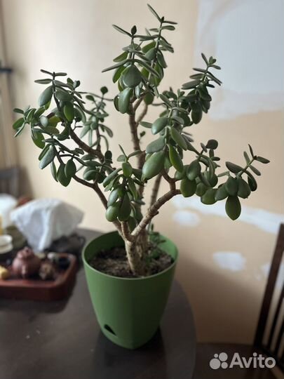 Крассула толстянка