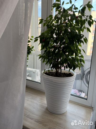 Фикус Бенджамина и кашпо