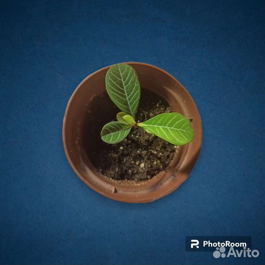 Молочай беложильчатый