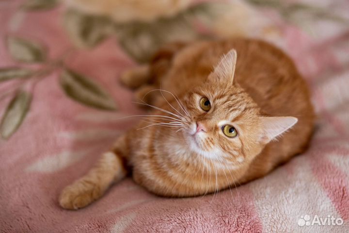 Кошка Мила