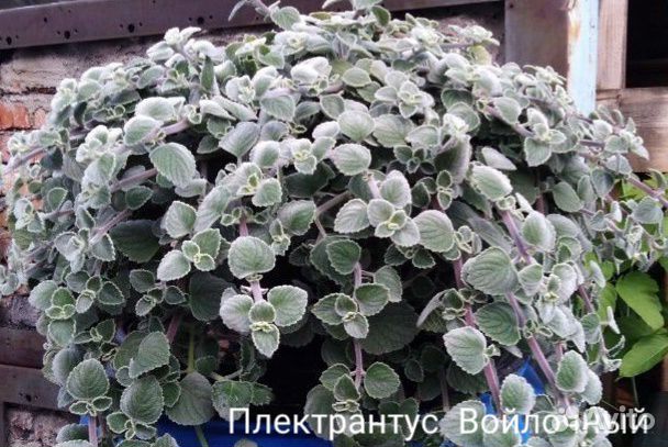 Плектрантус Войлочный Silver