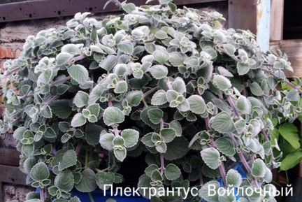 Плектрантус Войлочный Silver