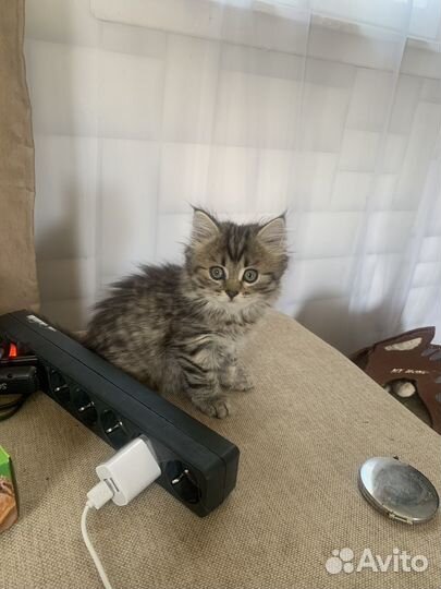 Шотландская кошечка