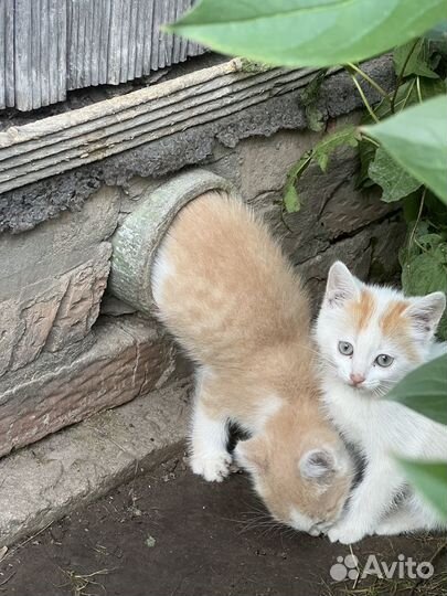 Котята с мамой