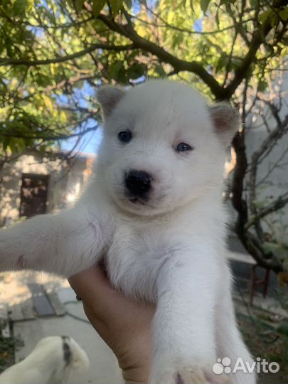 Щенки хаски