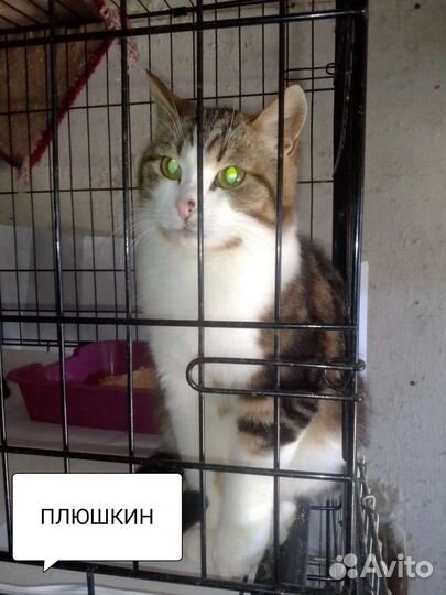Плюш (Плюшкин)