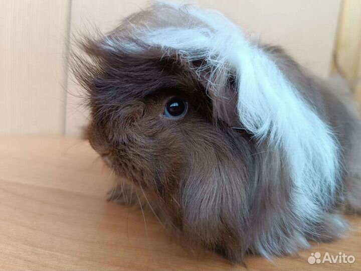 Морская свинка мальчики