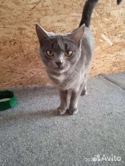 Отдам котенка