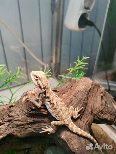 Бородатая агама