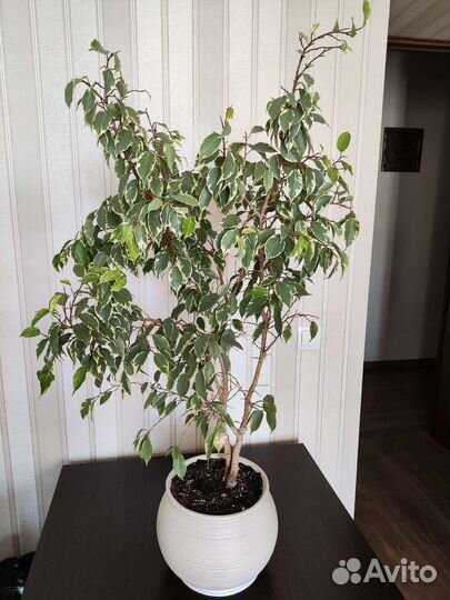 Фикус бенджамина пестролистный