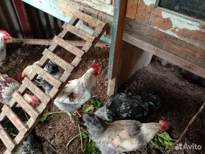 Петухи молодые