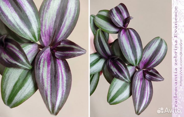 Традесканции сортовые