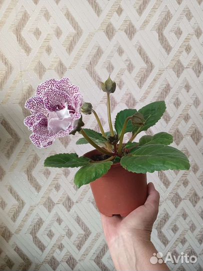 Глоксиния цветущая