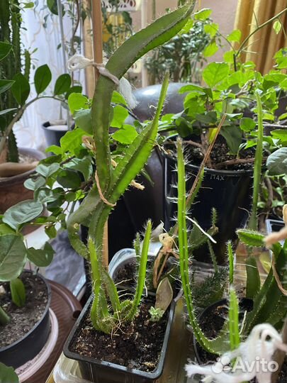 Питахайя (саженцы и семена)