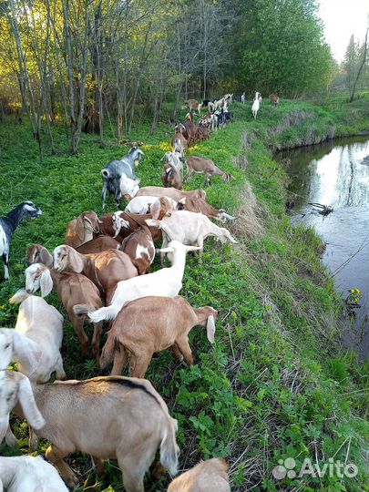 Козы и козлята