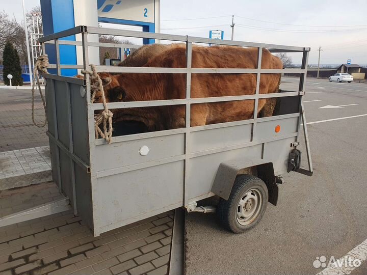 Перевозка животных