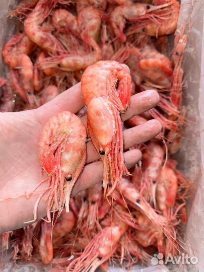 Креветка королевская Ботан Вчера ещё гулял по дну