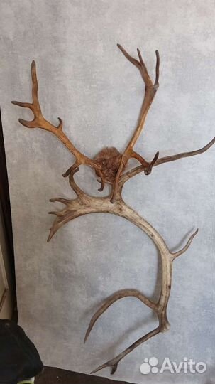 Рога оленя.целые и огромный фрагмент