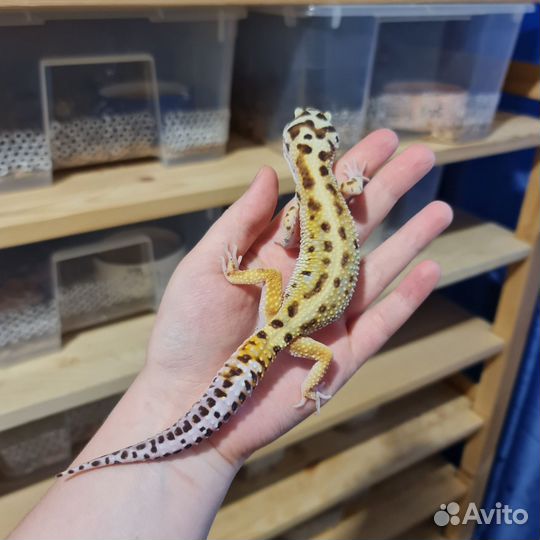 Пятнистый эублефар самец взрослый