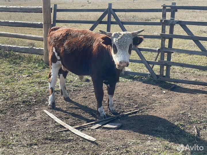Быки на племя