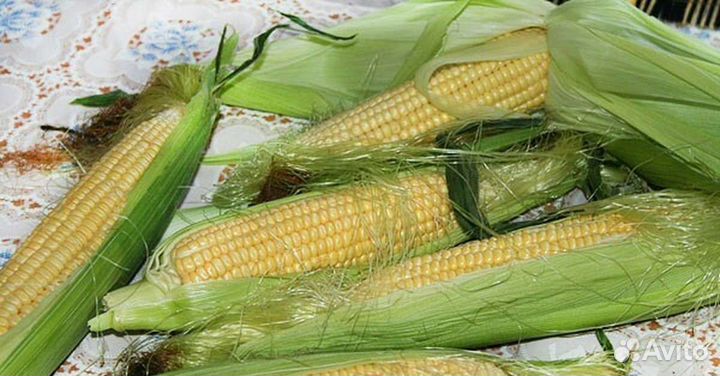 Кукуруза в початках (оптом)