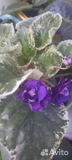 Фиалка в горшках,детки укорененные