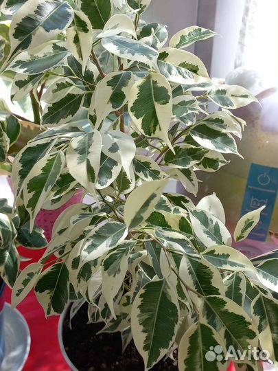 Фикус бенджамина