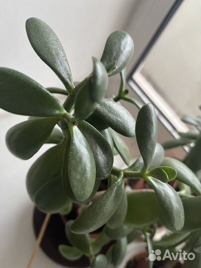 Толстянка денежное дерево