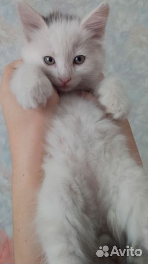 Котенок турецкой Ангоры