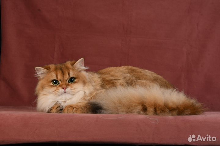 Британская длинношерстная