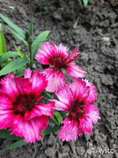 Гвоздика многолетняя