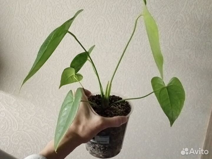 Антуриум Старая Дакота