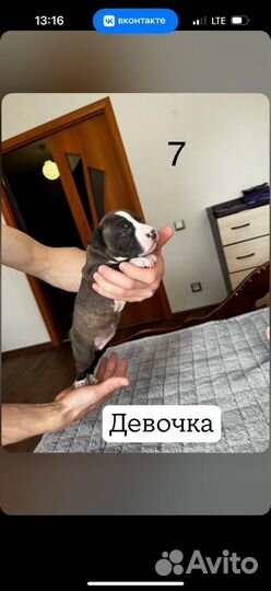 Стаффордширский терьер