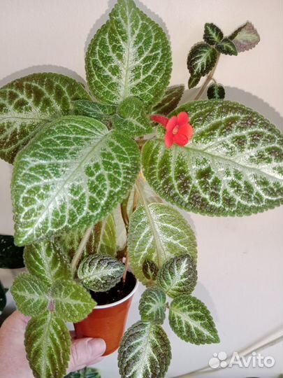 Комнатные цветы