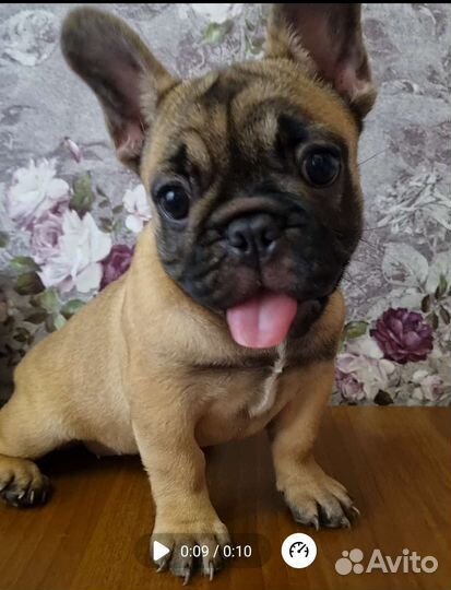 Щенки французского бульдога