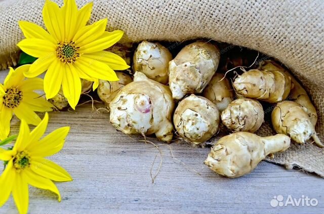 Топинамбур клубни