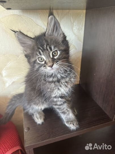 Котята мейн-кун(девочки)