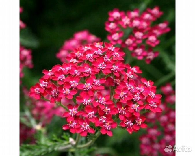 Тысячелистник обыкновенный Cerise Queen