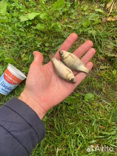 Карась малек