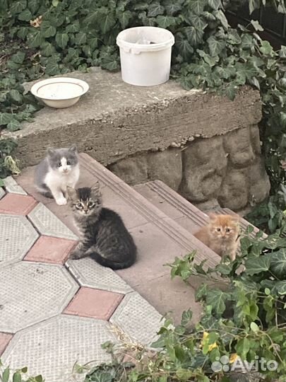 Котята в добрые руки