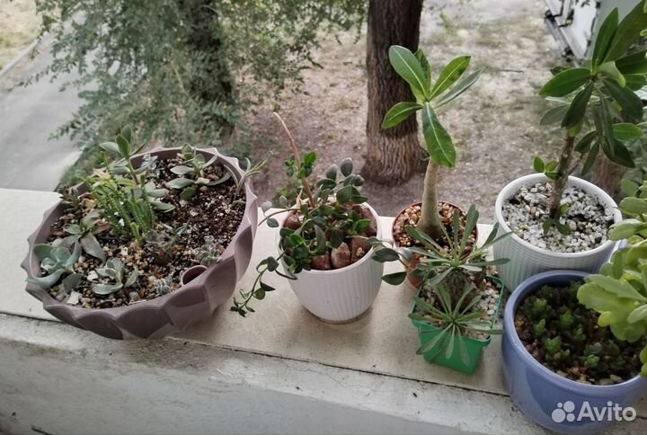 Суккуленты