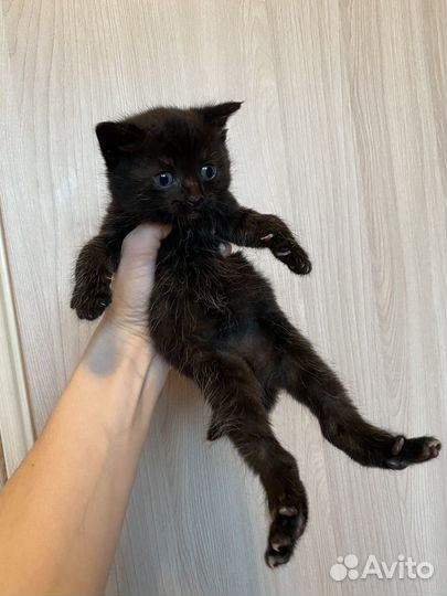 Котята бесплатно